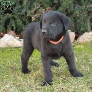 Rover, German Shepherd Mix Puppy