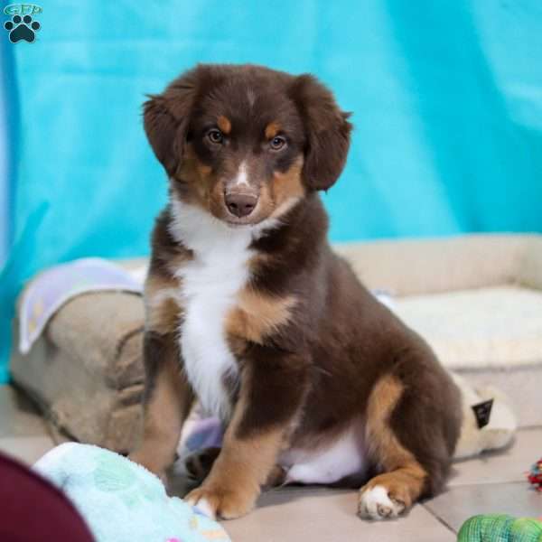 Ricky, Miniature Australian Shepherd Puppy