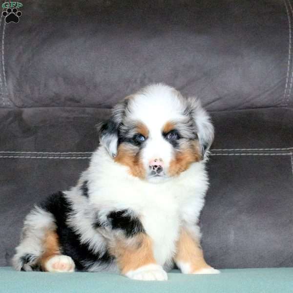 Rowan, Miniature Australian Shepherd Puppy