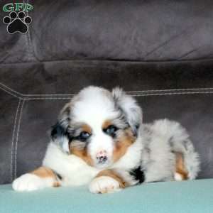 Rowan, Miniature Australian Shepherd Puppy