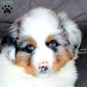 Rowan, Miniature Australian Shepherd Puppy