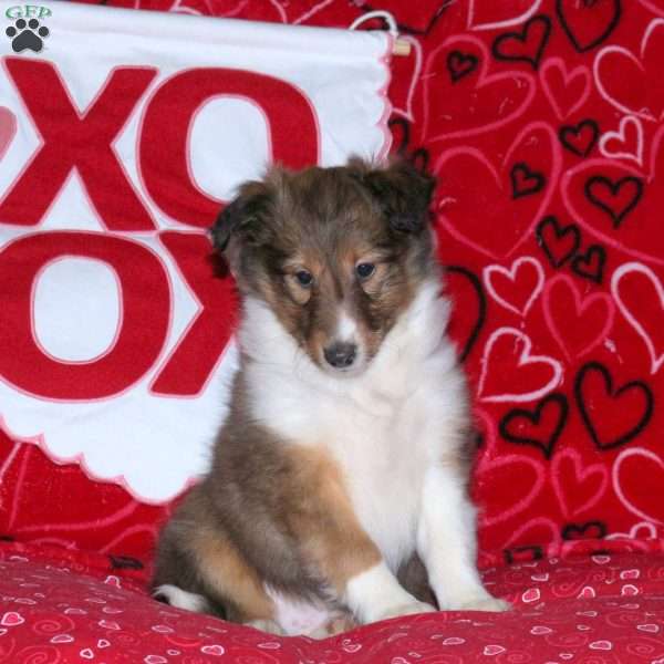 Rowdy, Sheltie Puppy