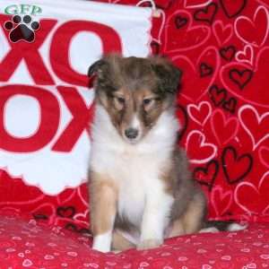 Rowdy, Sheltie Puppy