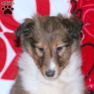 Rowdy, Sheltie Puppy