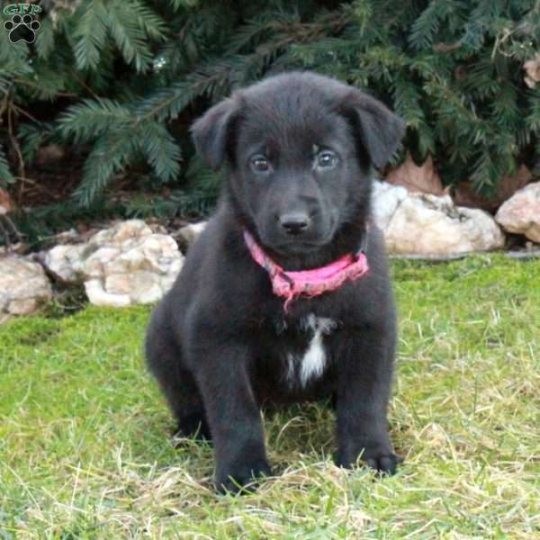 Roxie, German Shepherd Mix Puppy