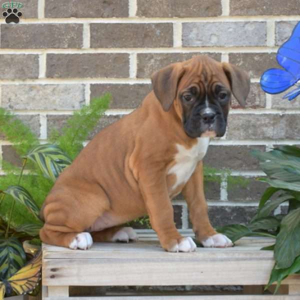 Roxy, Boxer Puppy