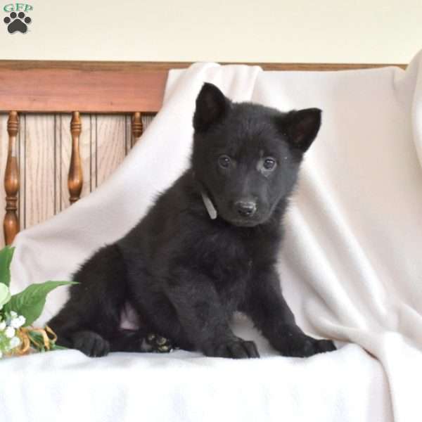 Roxy, German Shepherd Puppy