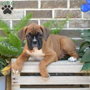 Roxy, Boxer Puppy