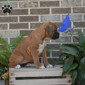 Roxy, Boxer Puppy