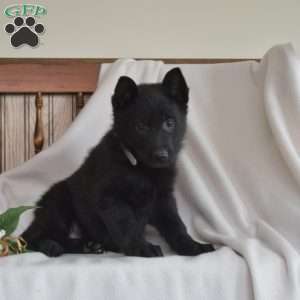 Roxy, German Shepherd Puppy