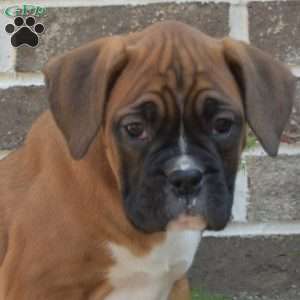 Roxy, Boxer Puppy