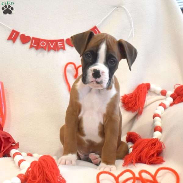 Royal, Boxer Puppy