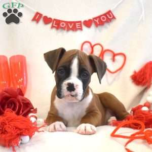 Royal, Boxer Puppy