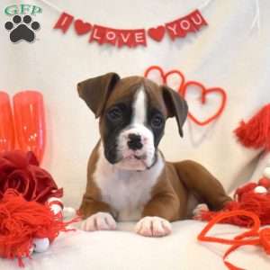 Royal, Boxer Puppy