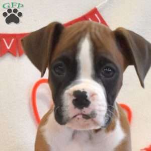 Royal, Boxer Puppy