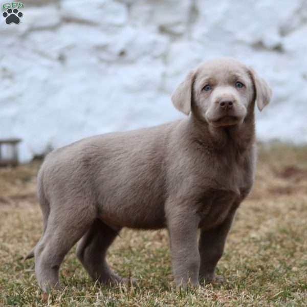 Royal, Silver Labrador Retriever Puppy