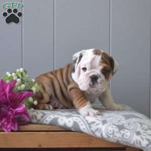 Rubble, English Bulldog Puppy