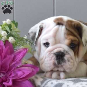 Rubble, English Bulldog Puppy