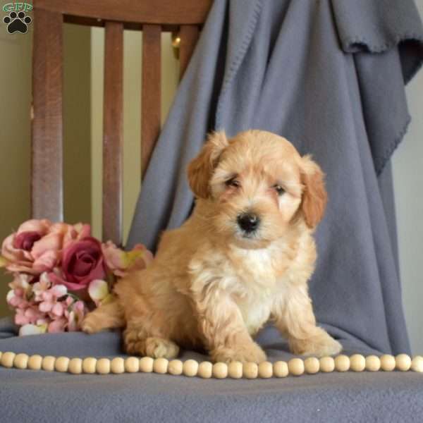 Ruby, Maltipoo Puppy