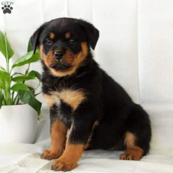 Ruby, Rottweiler Puppy