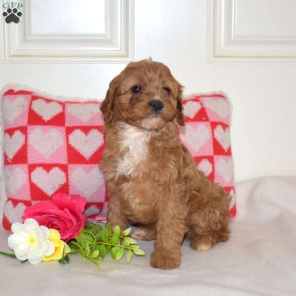 Ruby, Cavapoo Puppy