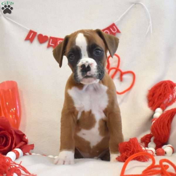 Ruby, Boxer Puppy