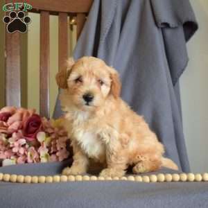 Ruby, Maltipoo Puppy