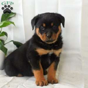 Ruby, Rottweiler Puppy