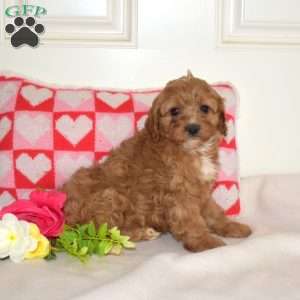 Ruby, Cavapoo Puppy