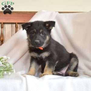 Ruby, German Shepherd Puppy