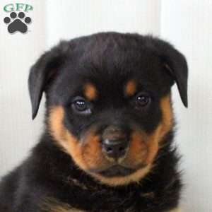 Ruby, Rottweiler Puppy