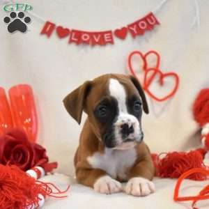 Ruby, Boxer Puppy