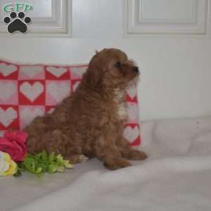 Ruby, Cavapoo Puppy