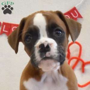 Ruby, Boxer Puppy