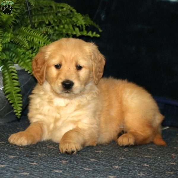 Ruby, Golden Retriever Puppy