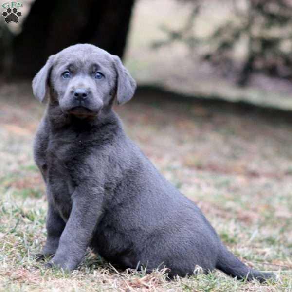 Ruby, Charcoal Labrador Retriever Puppy