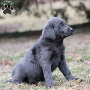 Ruby, Charcoal Labrador Retriever Puppy