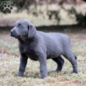 Ruby, Charcoal Labrador Retriever Puppy