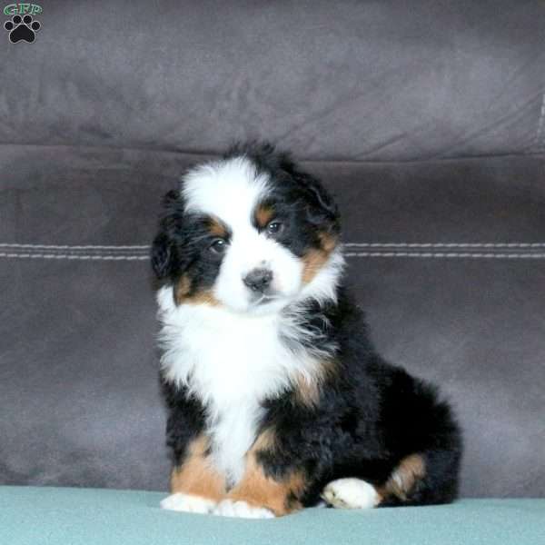 Rufus, Miniature Australian Shepherd Puppy