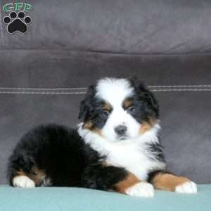 Rufus, Miniature Australian Shepherd Puppy