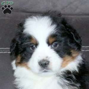 Rufus, Miniature Australian Shepherd Puppy