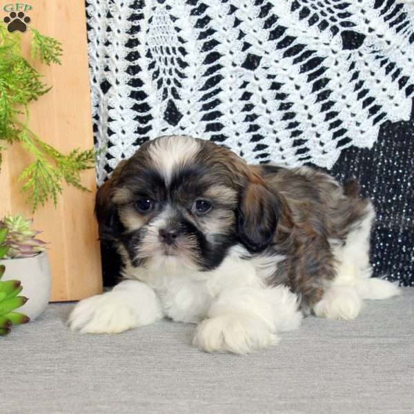 Russell, Shih Tzu Puppy