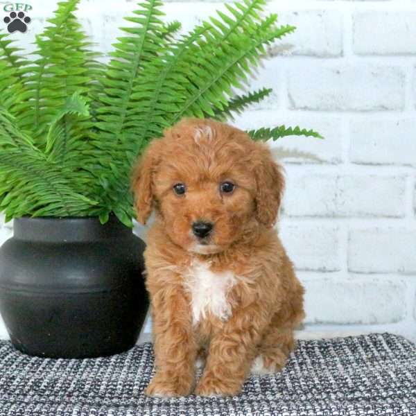 Russell, Mini Goldendoodle Puppy