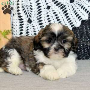 Russell, Shih Tzu Puppy