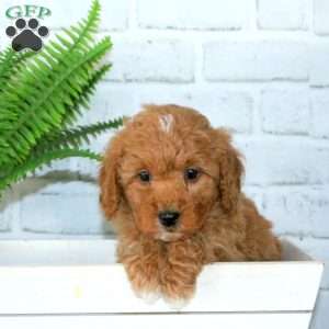 Russell, Mini Goldendoodle Puppy