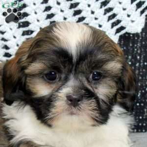 Russell, Shih Tzu Puppy