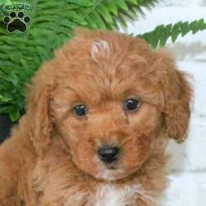 Russell, Mini Goldendoodle Puppy