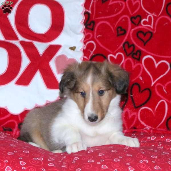 Rusty, Sheltie Puppy