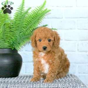 Rusty, Mini Goldendoodle Puppy