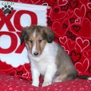 Rusty, Sheltie Puppy